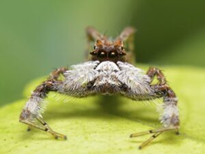 Jumping Spider (Portia labiata)